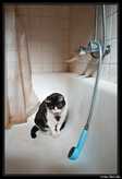 Une chatte dans la baignoire